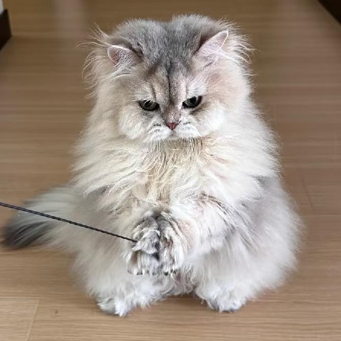 鸦鸦