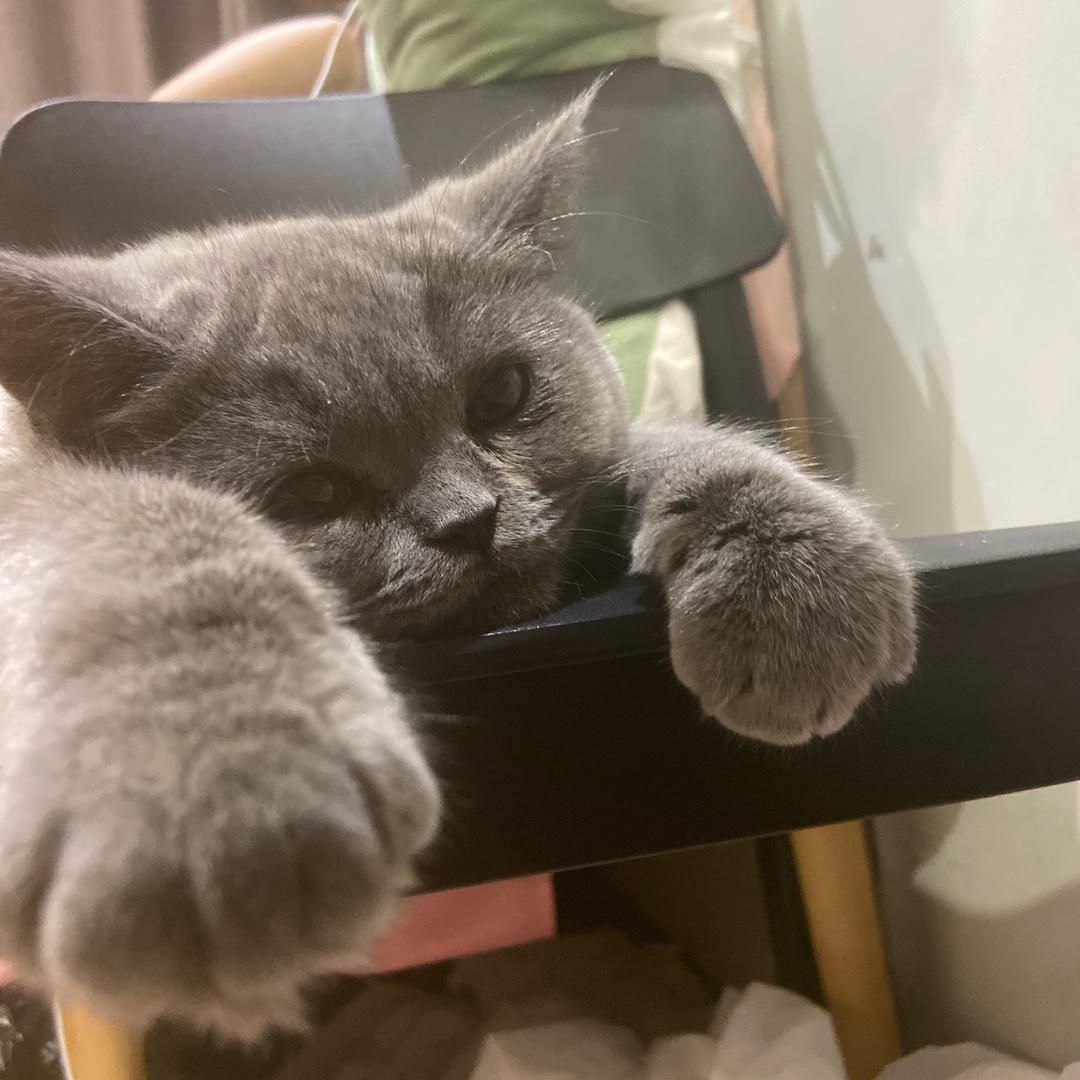 Klaus