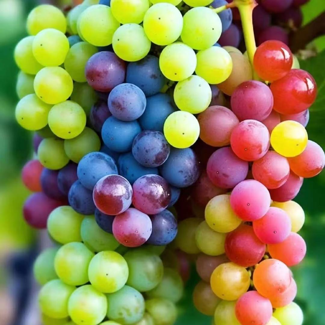 勇花果树苗木专营店