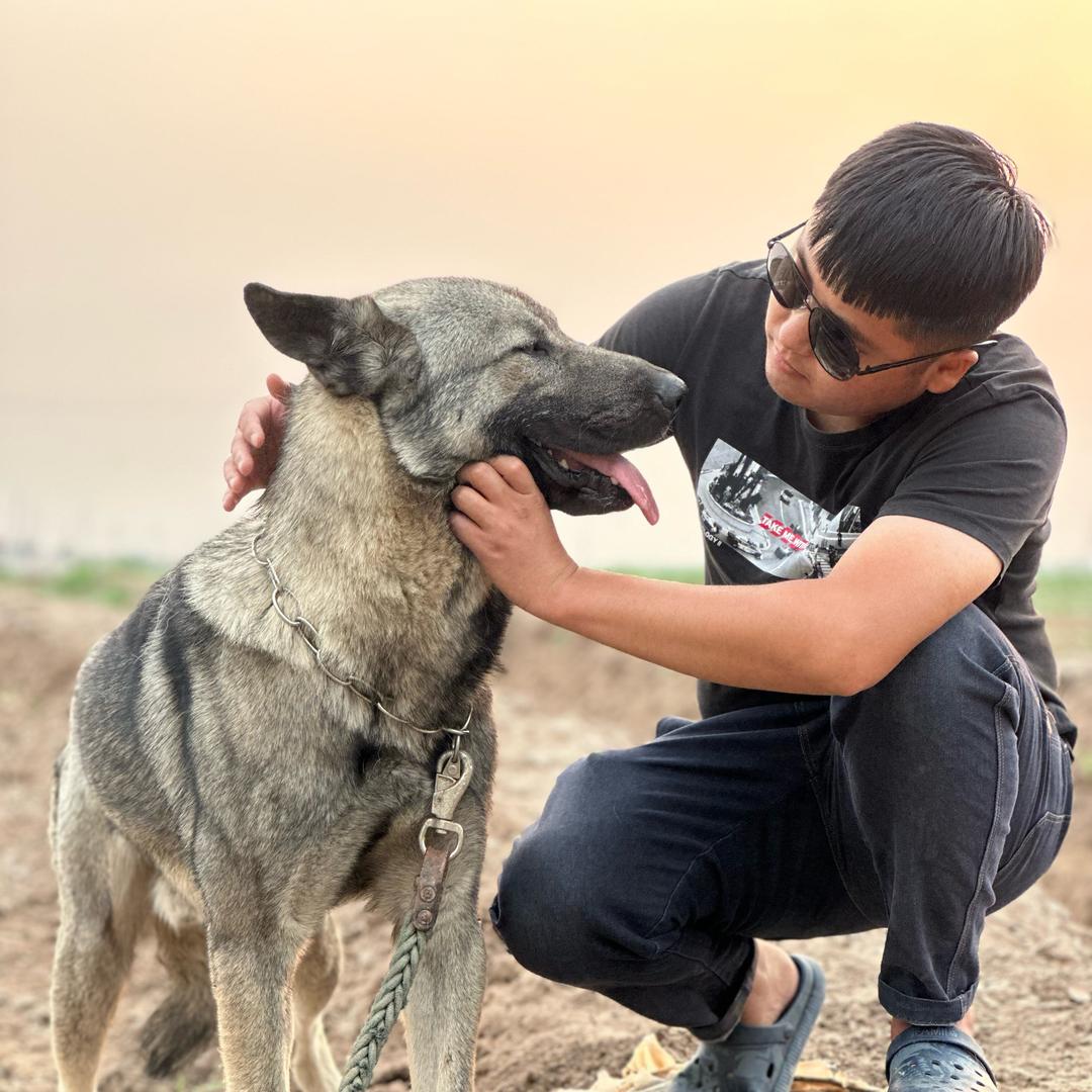老版狼青养殖基地（麒麟犬舍）