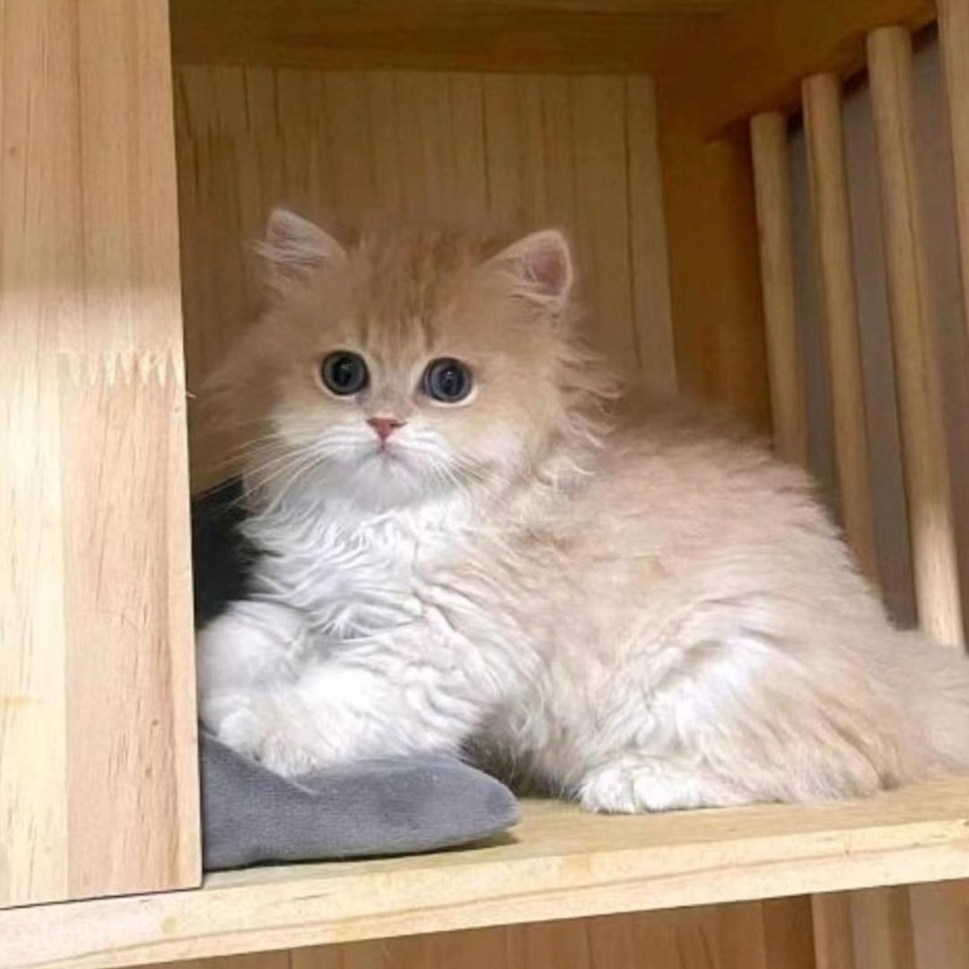 Miller米乐的渐层小猫猫