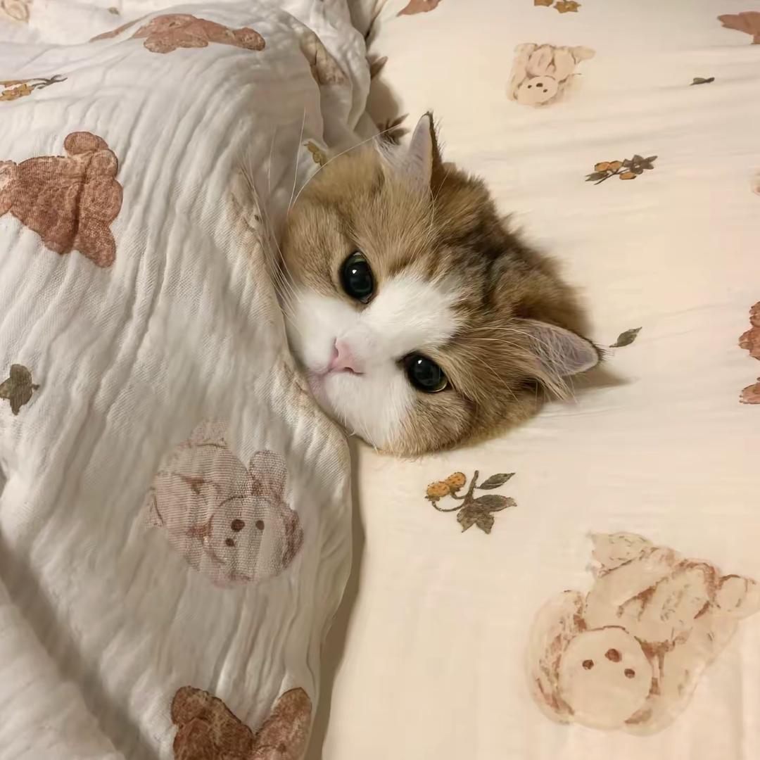 小猫呢