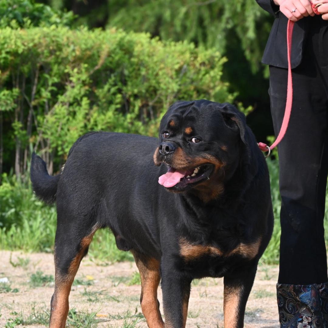 山东万盛罗威纳犬舍