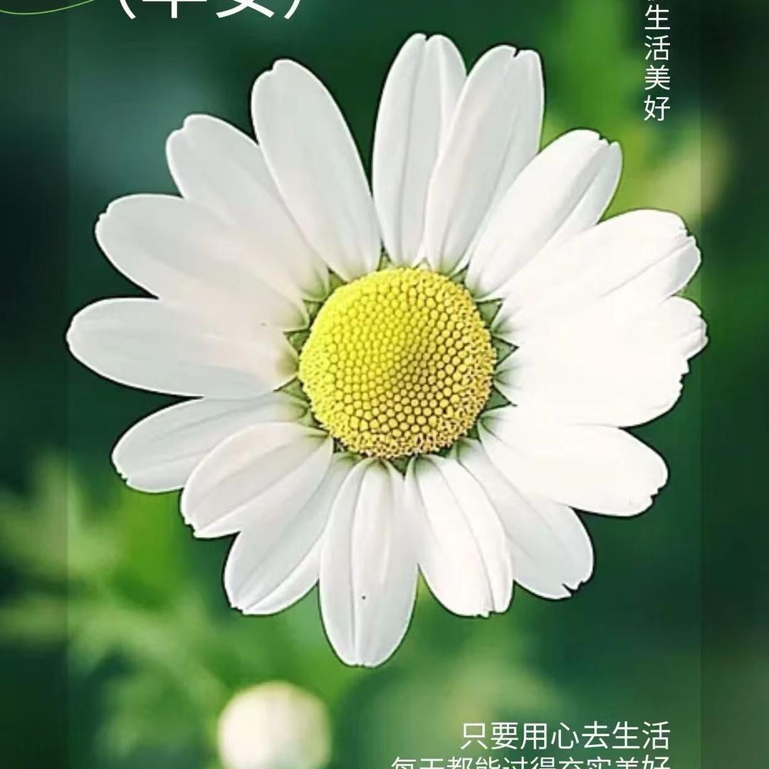 军长