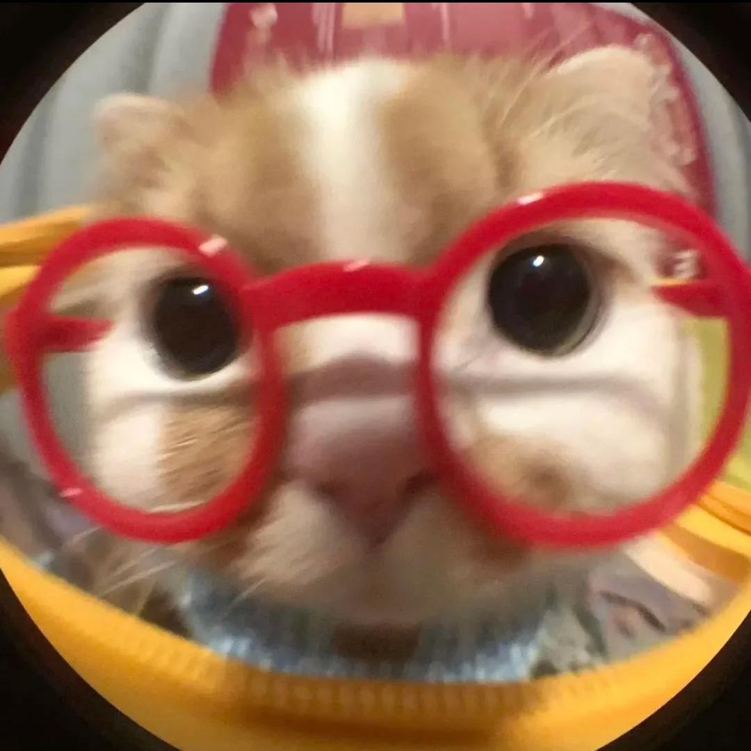 老子好想养猫！