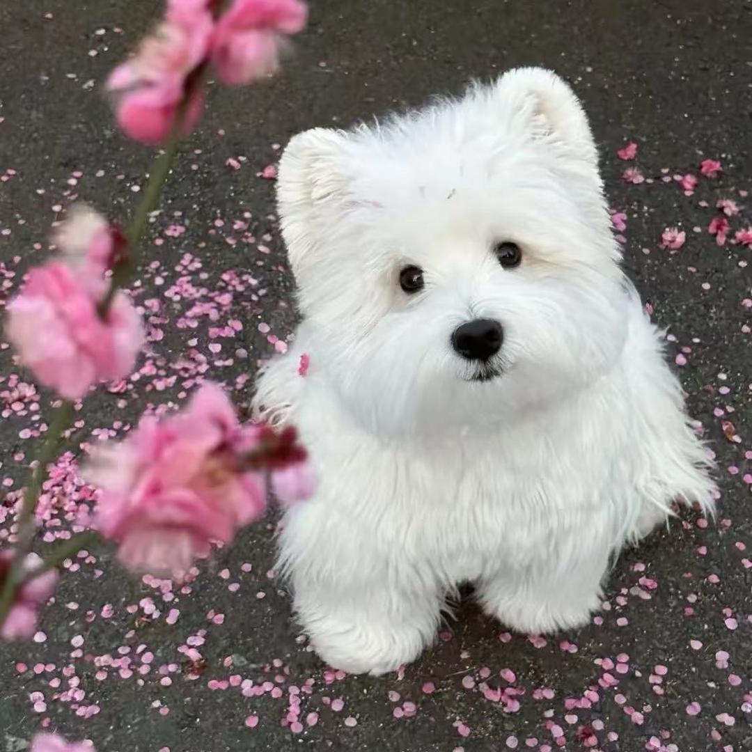 番茄乖一点.