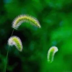 五瓣丁香