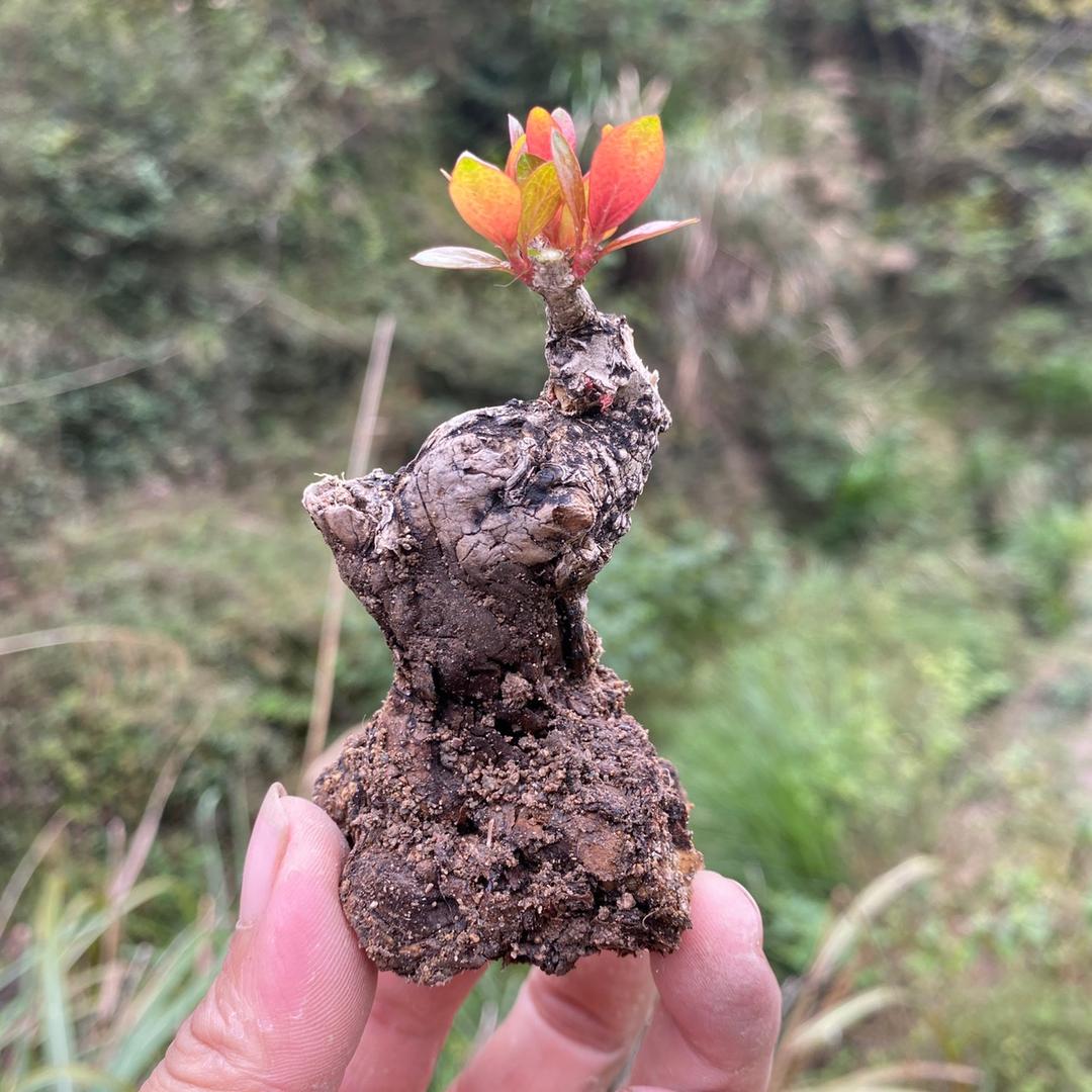 小艺盆景园