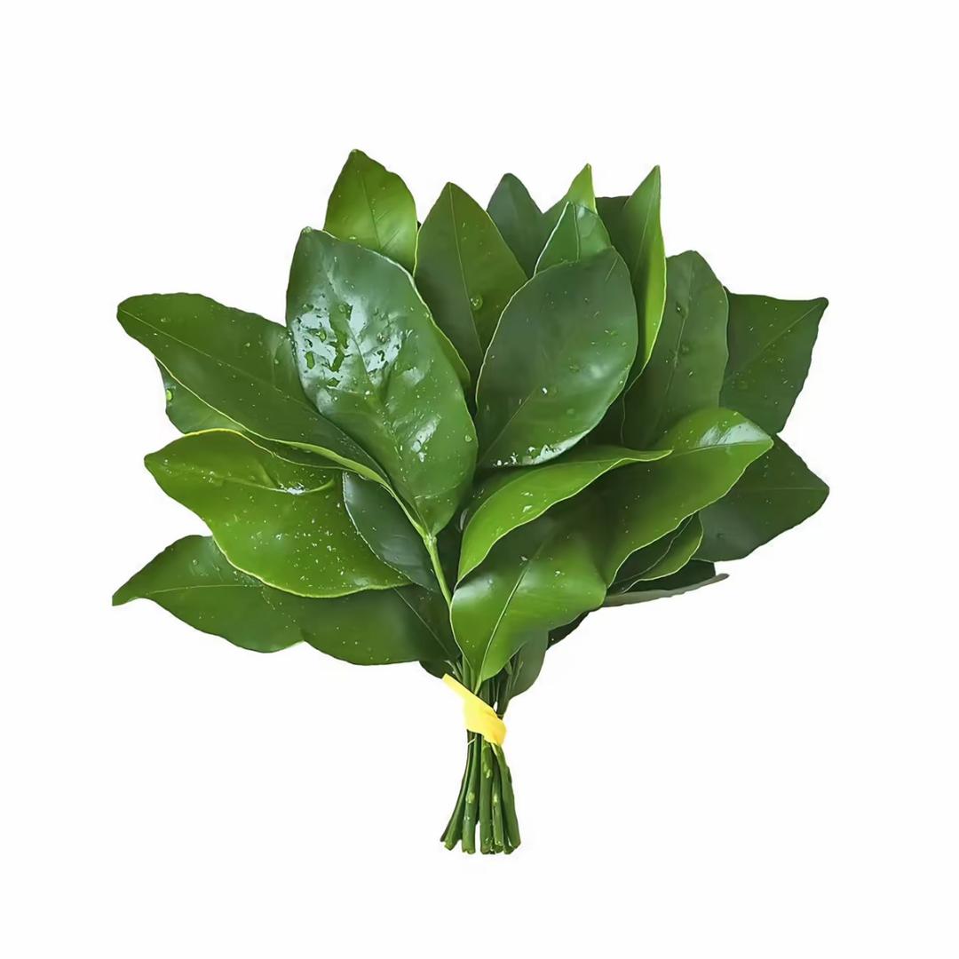 德国带薪如厕的蟑螂