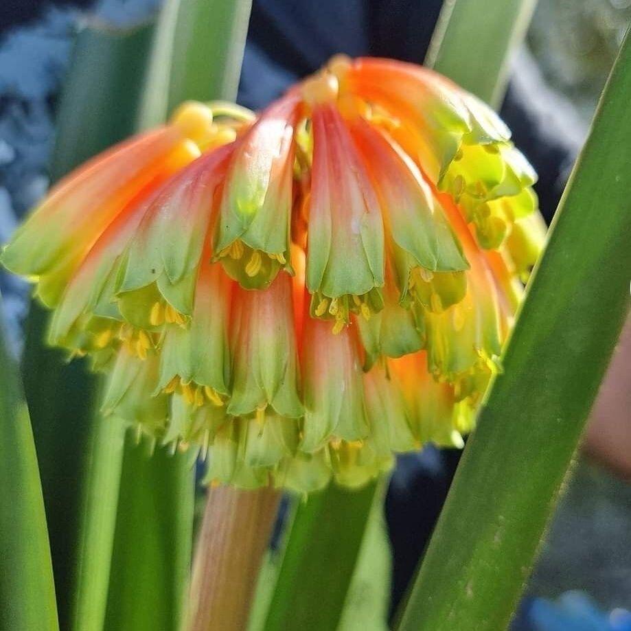 楼兰花艺君子兰