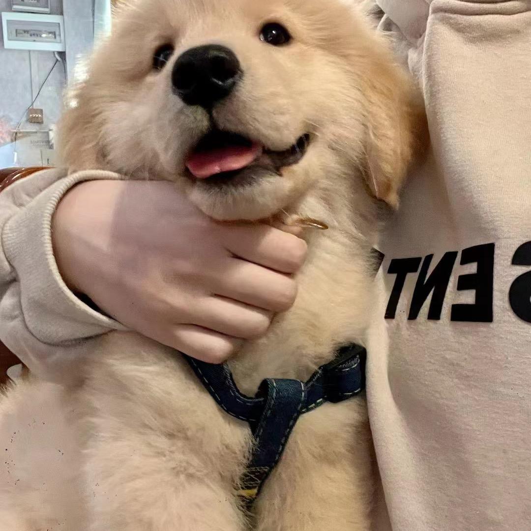 粥粥。