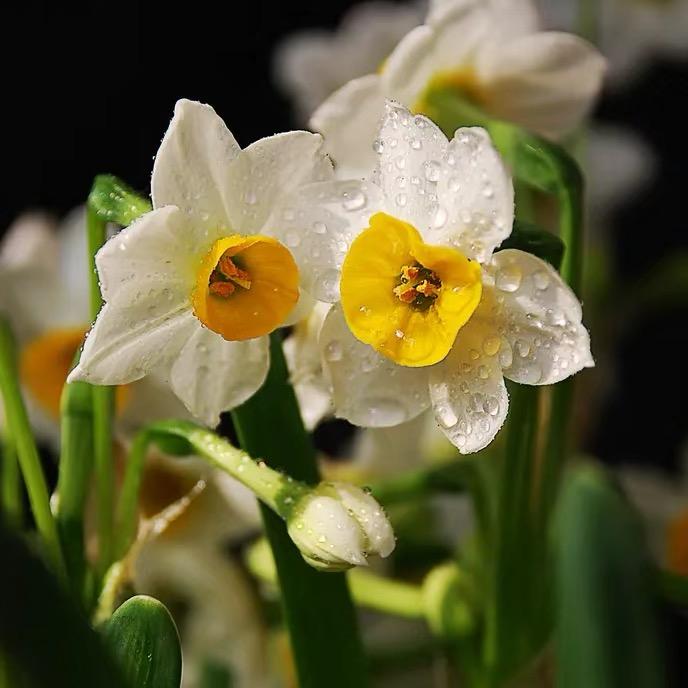 🌼水仙🌼