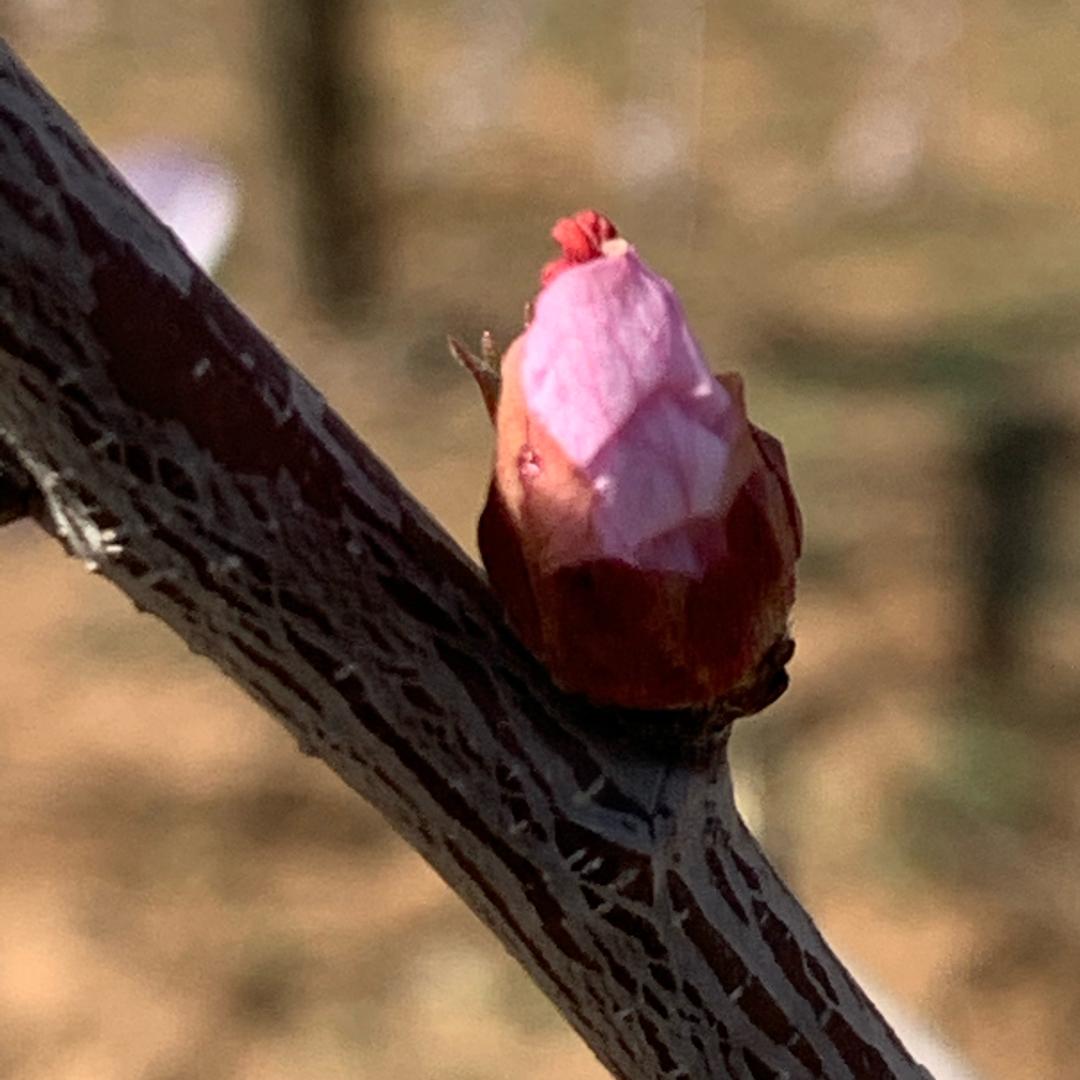 总有太监想害朕