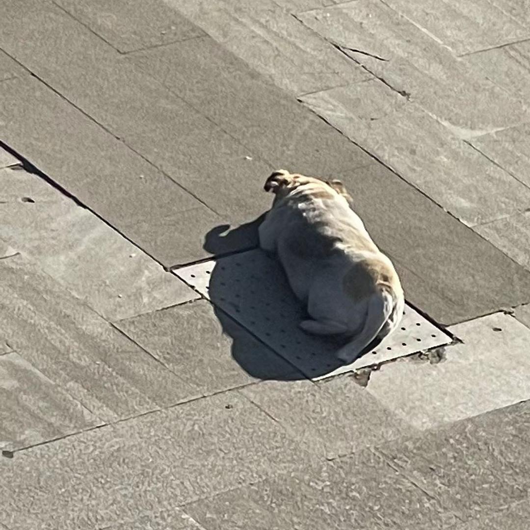 百香果不要珍珠