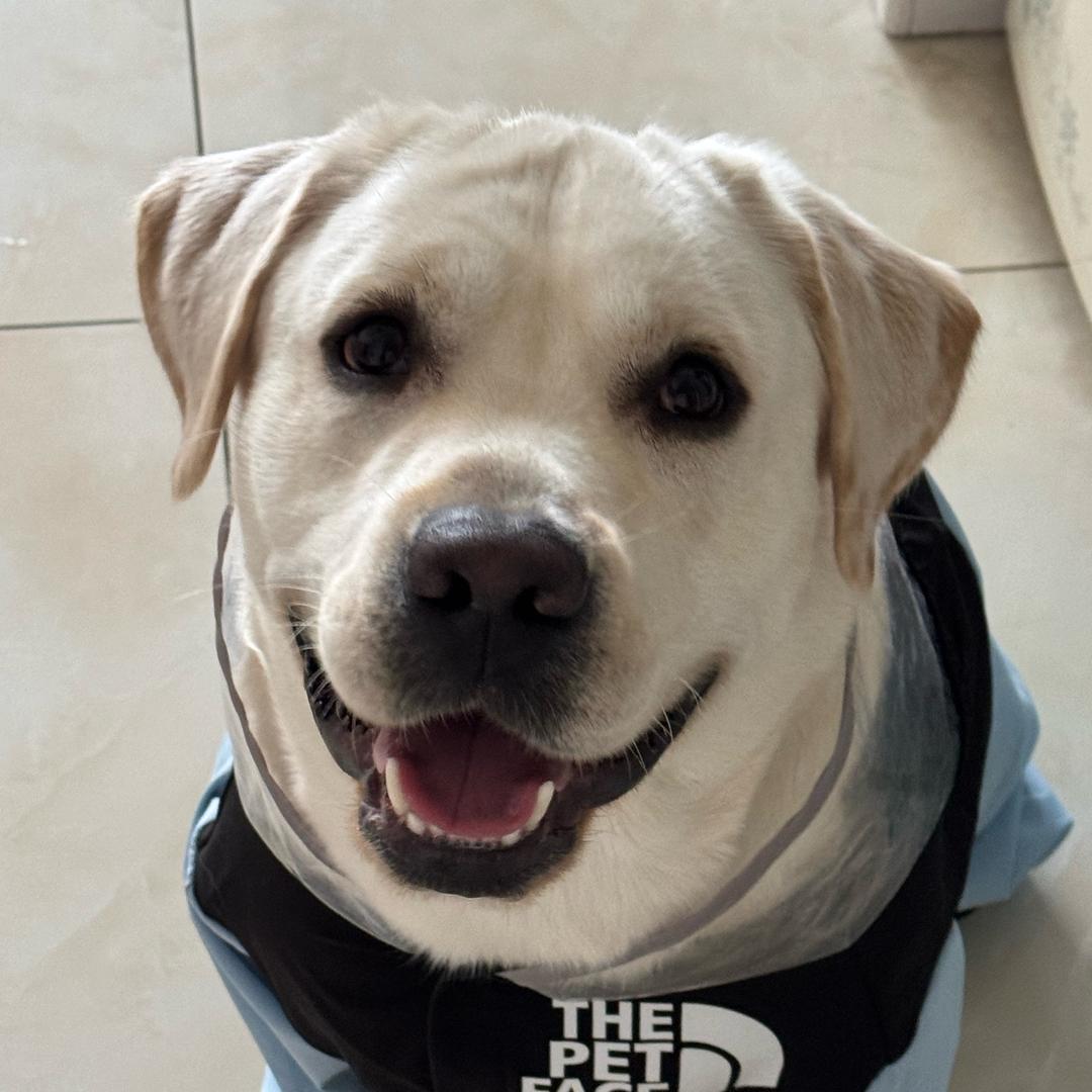 臭臭是只拉布🐶