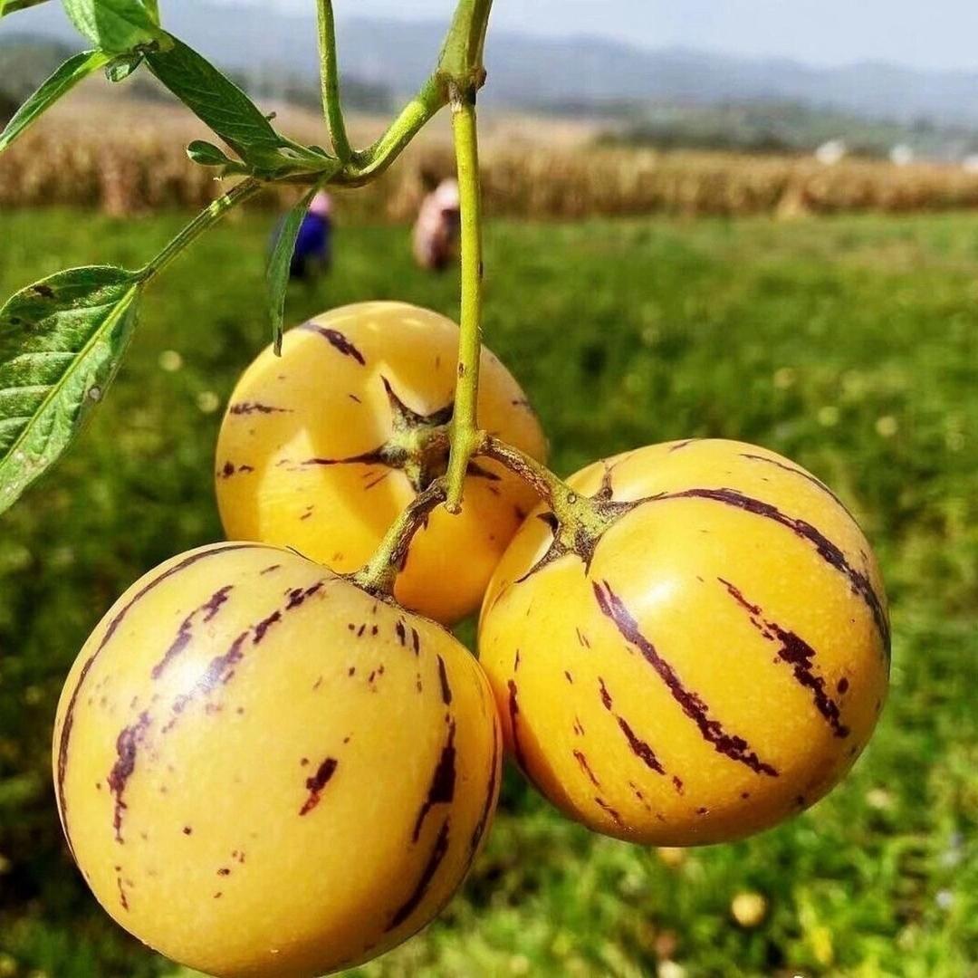 精选客生鲜供应链