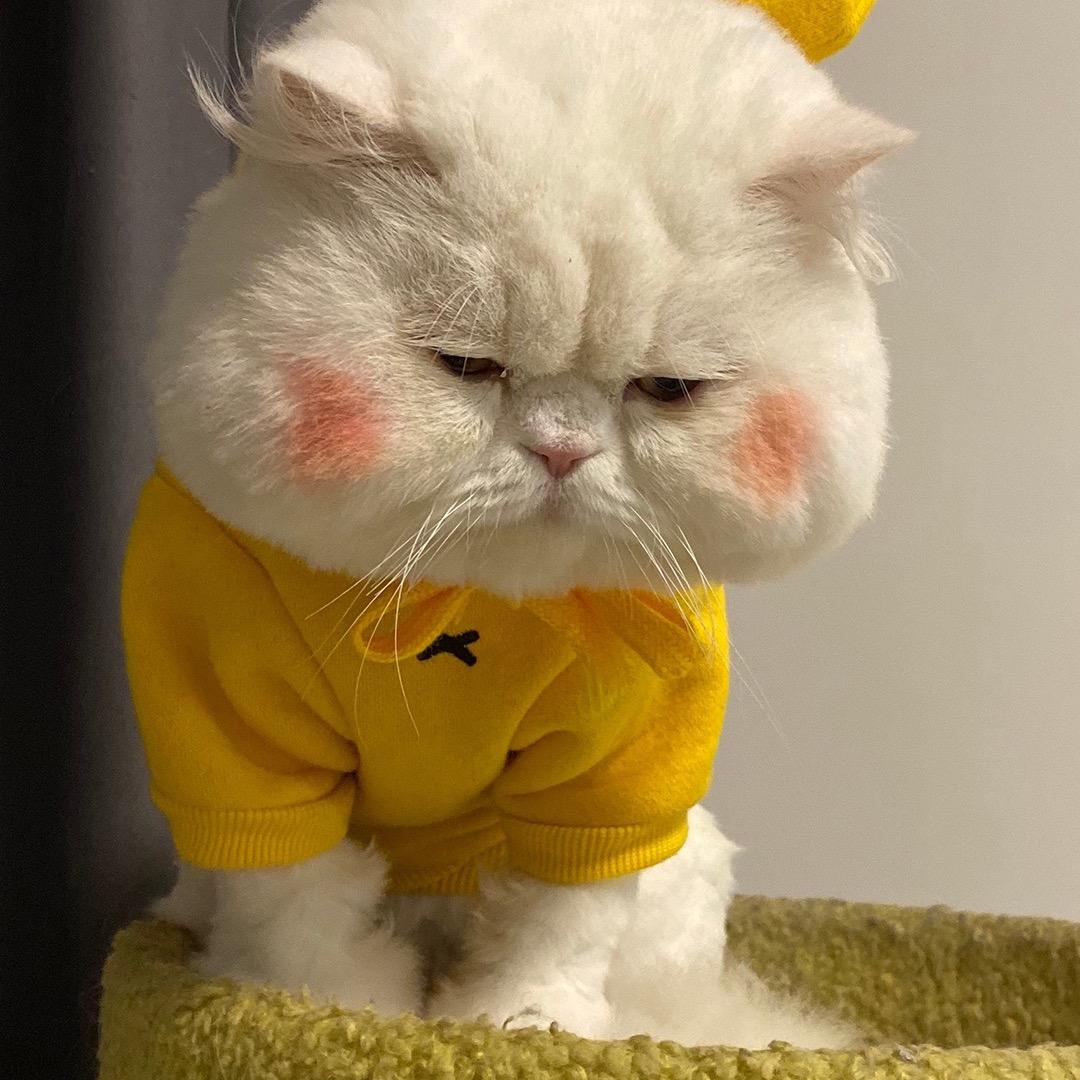 九夫人