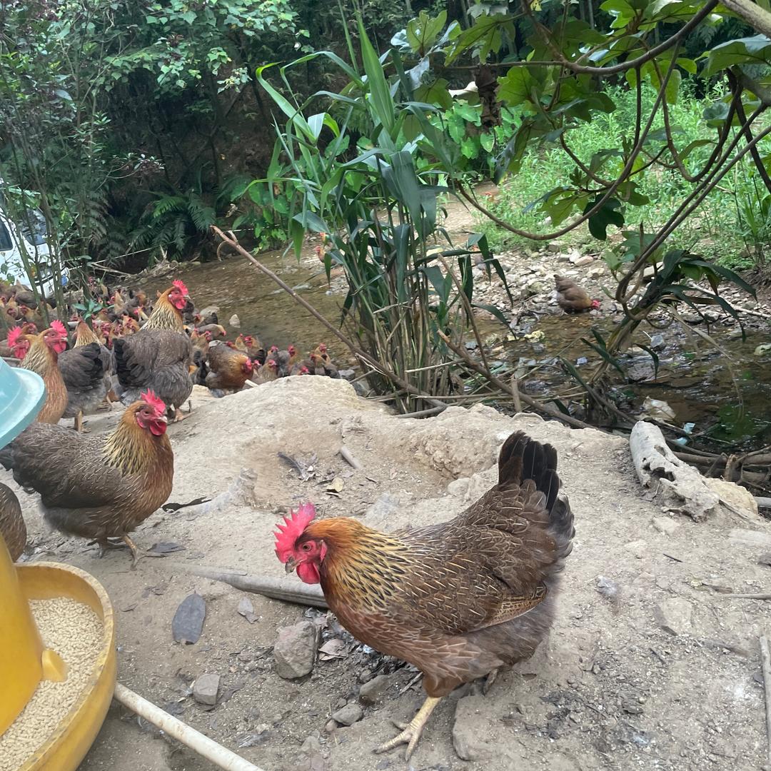 清远麻鸡销售（万少高田山地鸡）