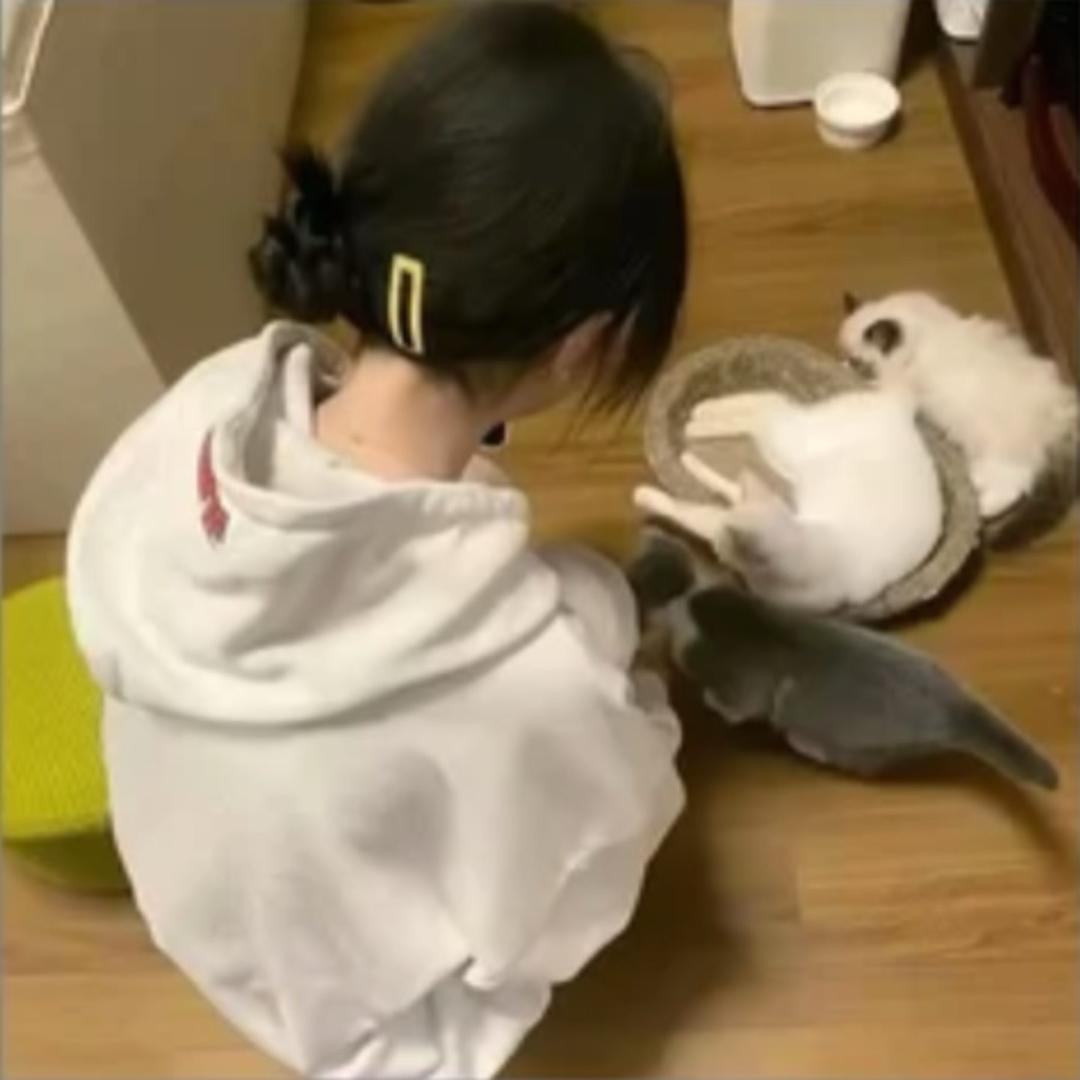 反派鱼头🐟
