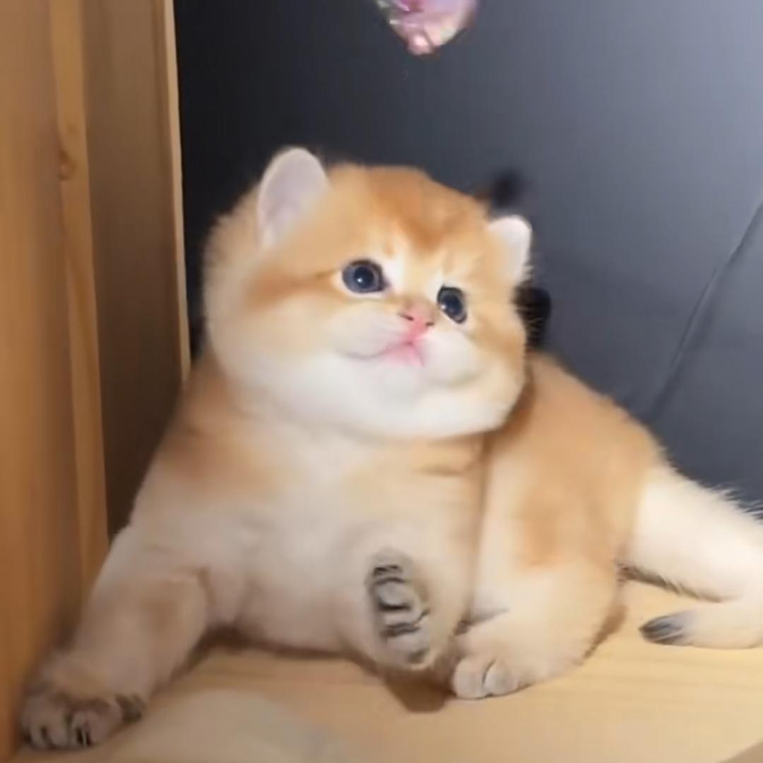 渐层猫舍金渐层蓝金渐层拿破仑矮脚