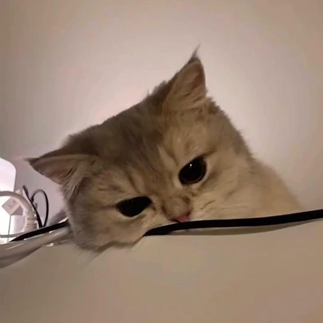 想想🥬