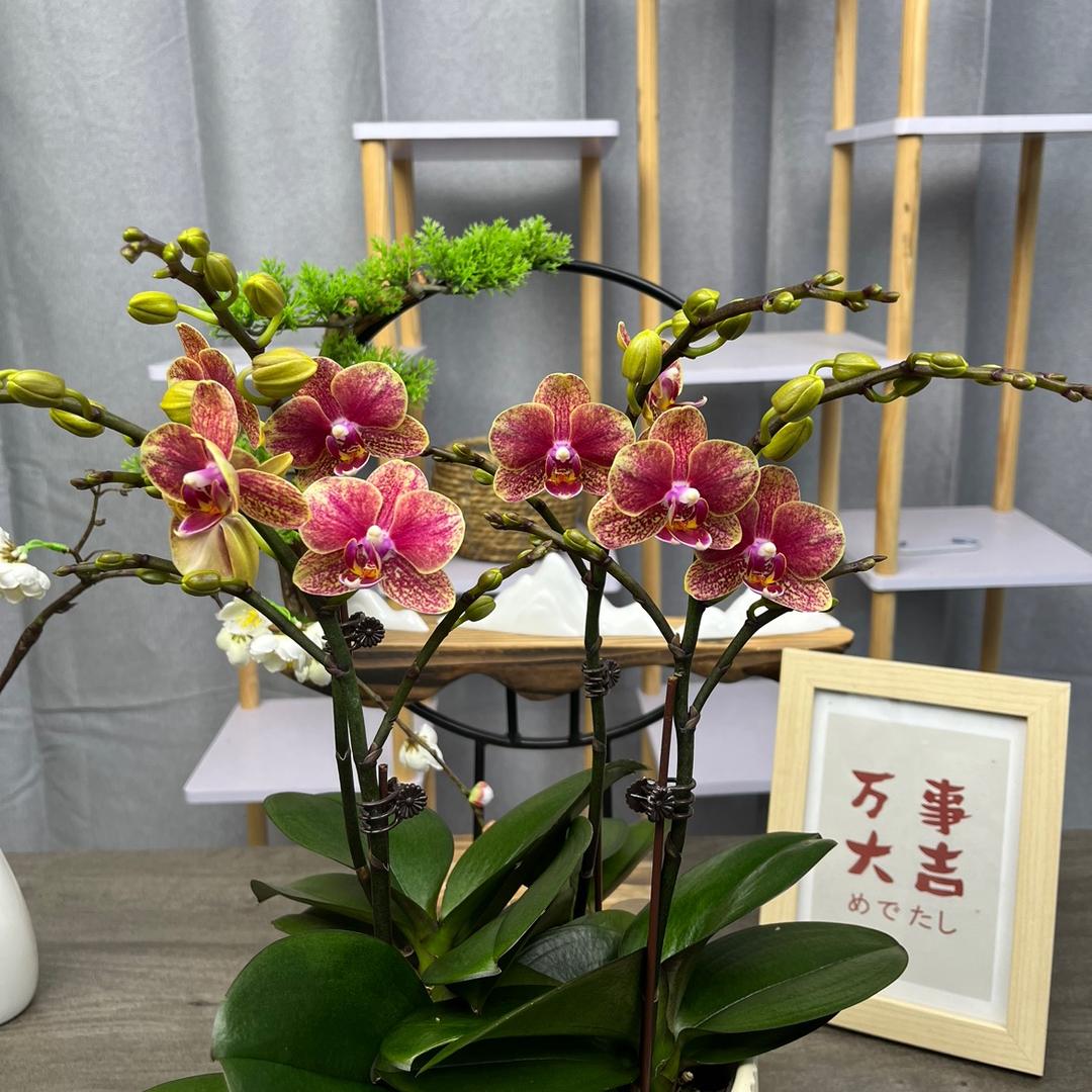 沁园花语