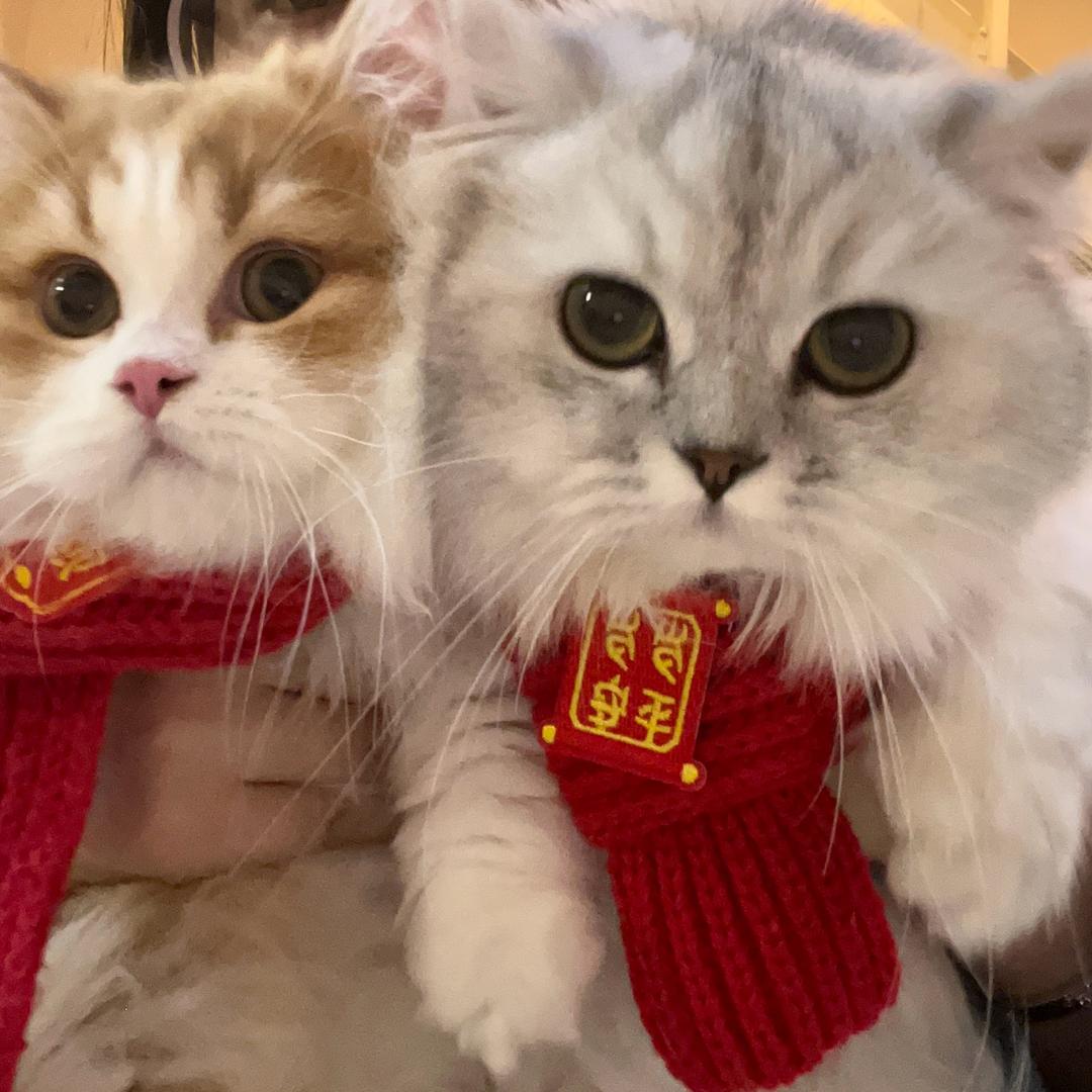 不甜的猫饭日记