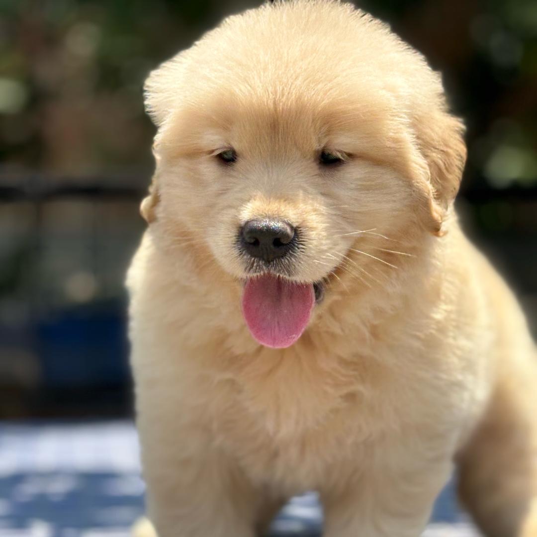 耶狗🐶