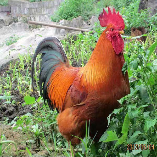 鲜农滋典宠物旗舰店