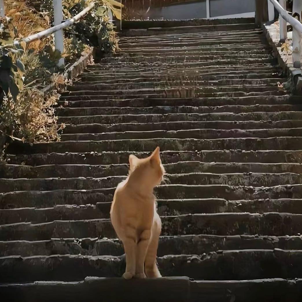蕾