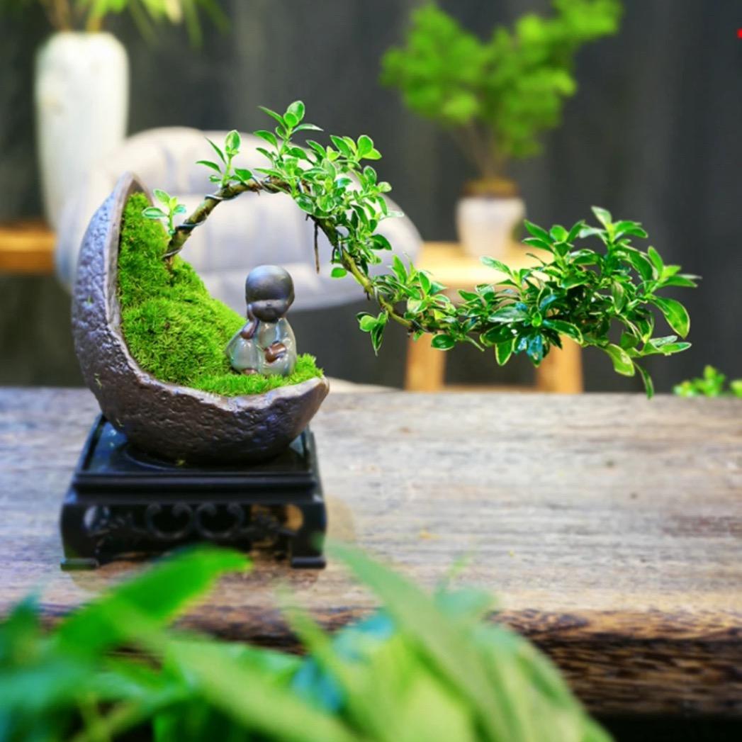 橙心橙意绿植