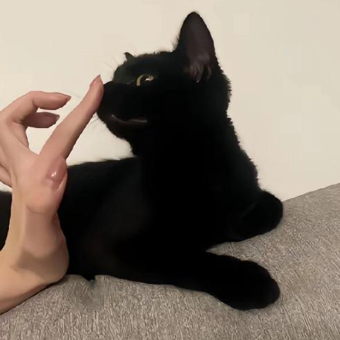 小港的猫