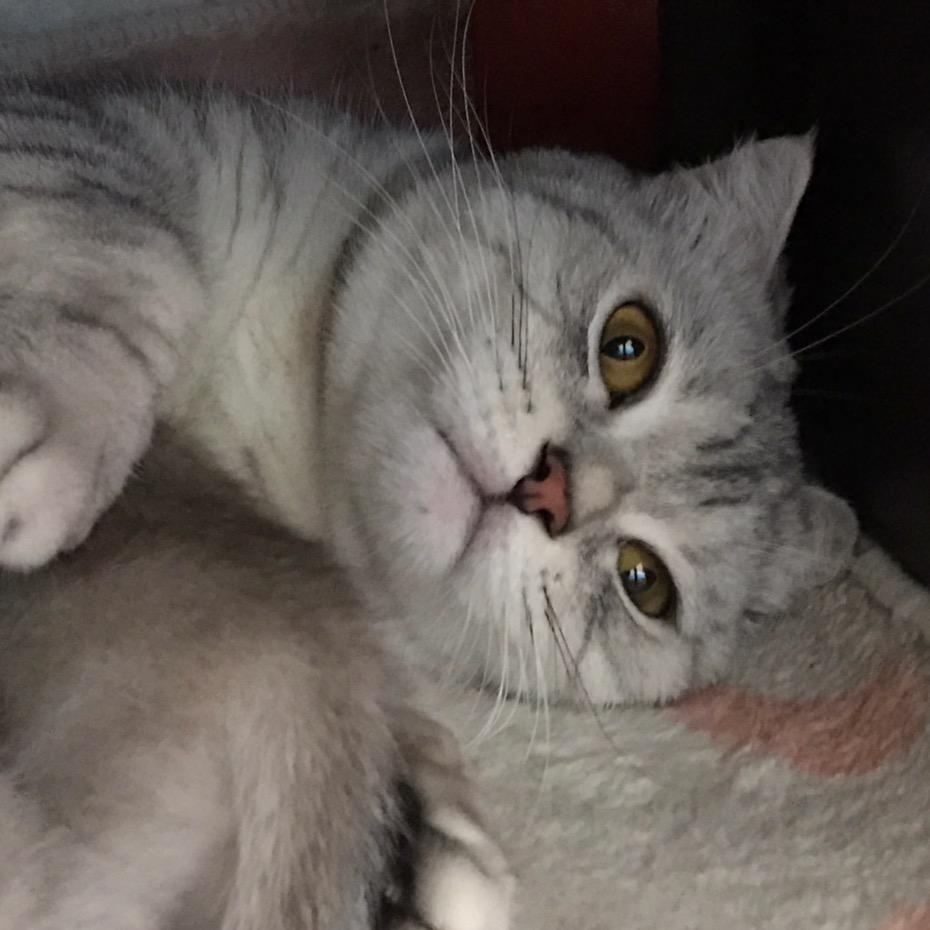 杨逃