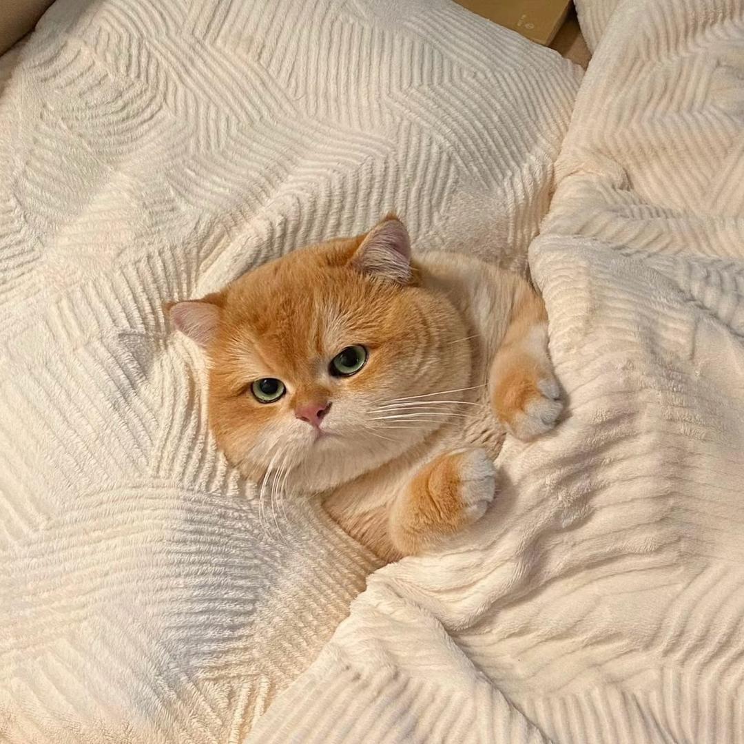 遵义宠物店（听风萌宠）猫咪直播号🐱