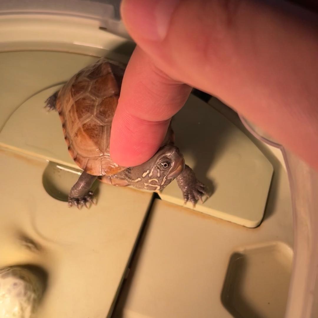 中年派的奇幻养龟🐢