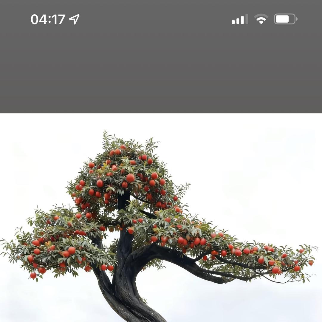 盆中景金弹子花卉小店盆景