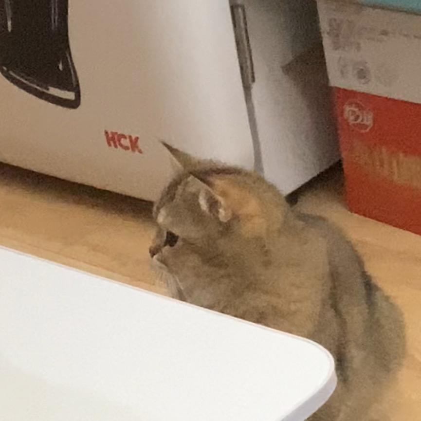 🐱十六