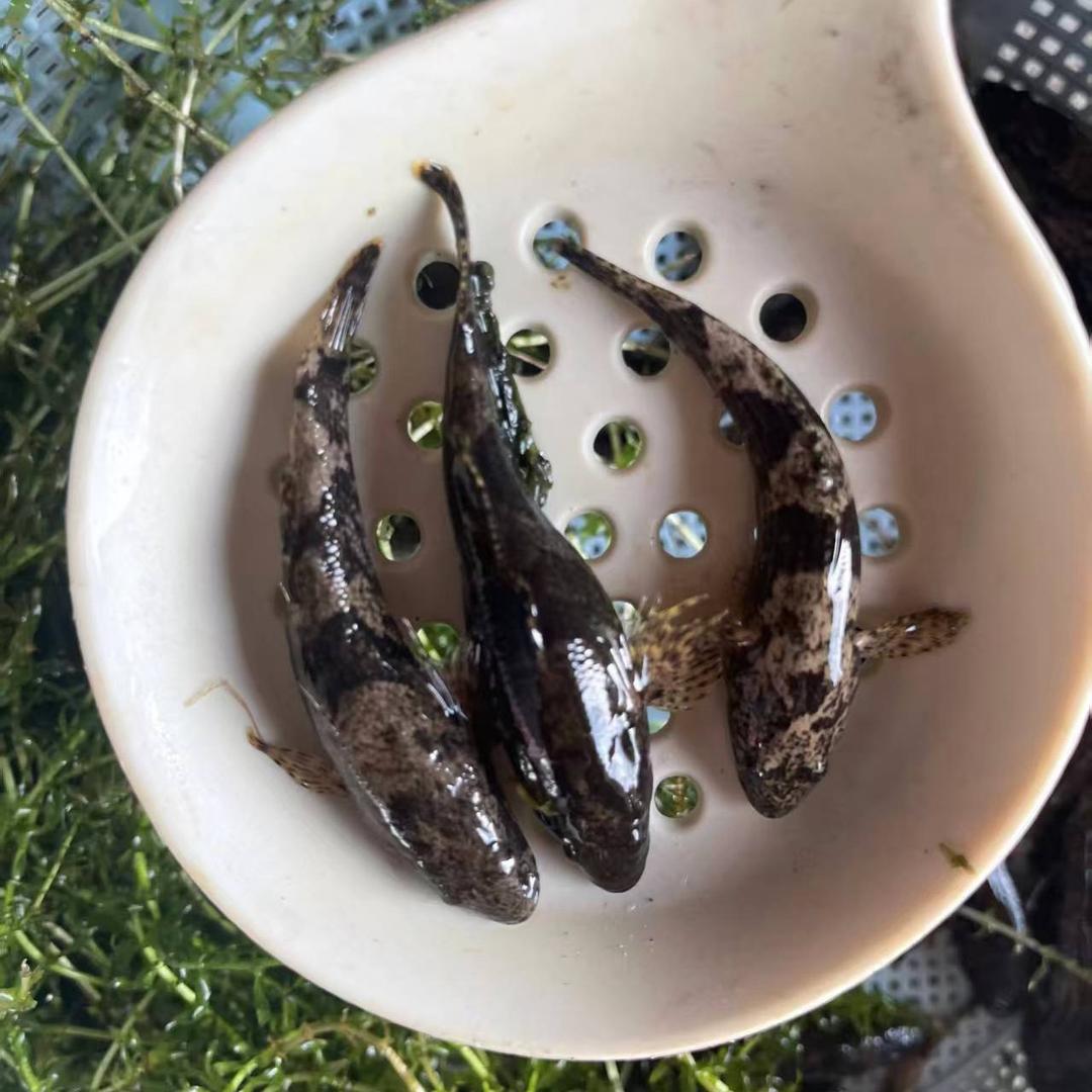 虎头鲨呆子鱼土布鱼养殖