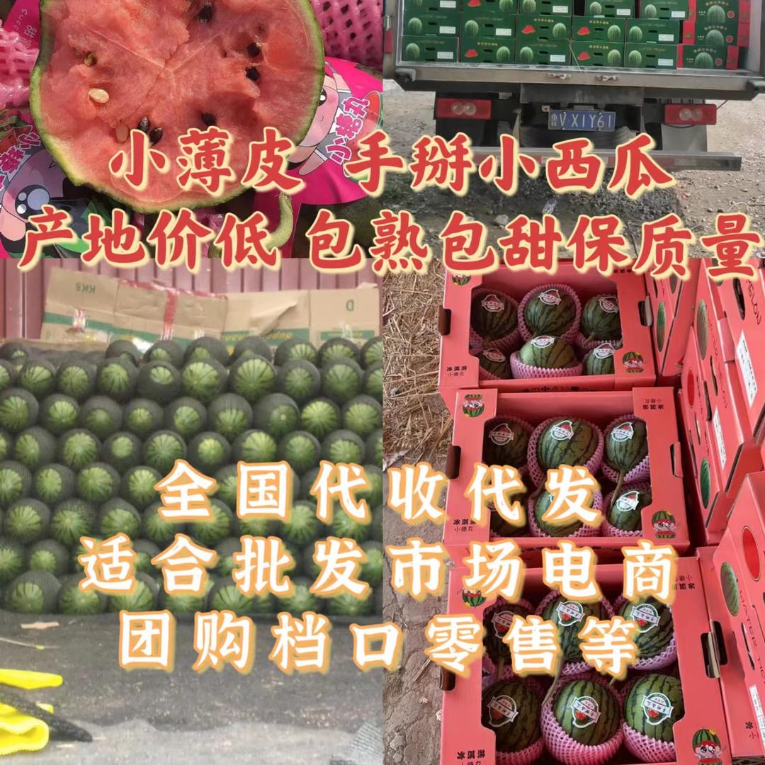 潍坊 西瓜 甜瓜 代收、代发团队 劉一嘴