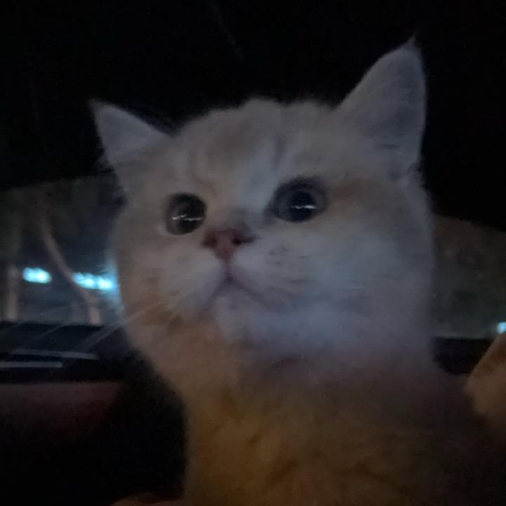蛋蛋是只猫
