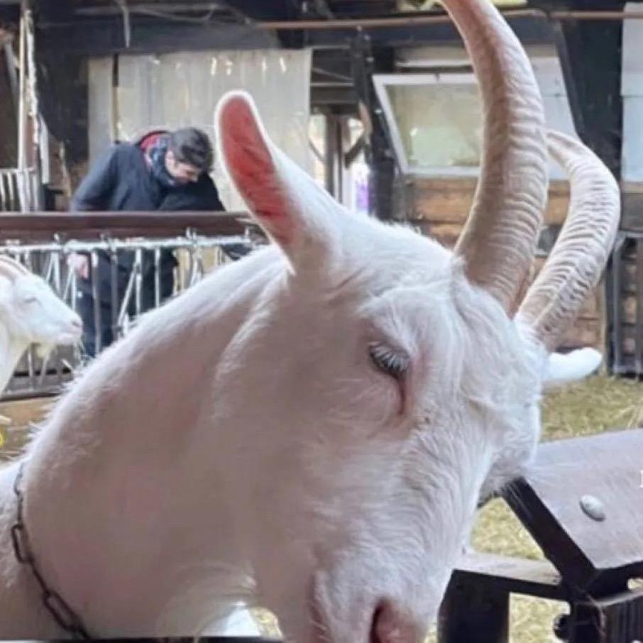 只要薯条和辣翅