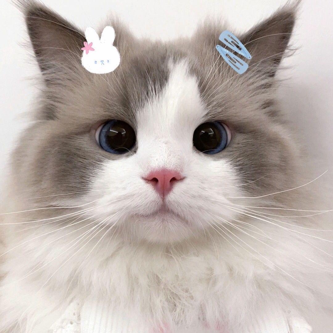 🐈
