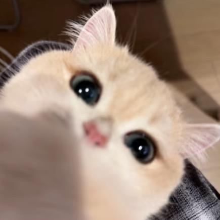 作息我真得调你了