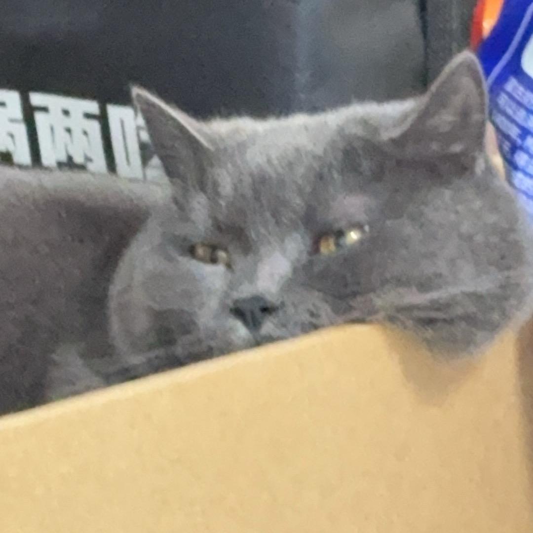 可可日记