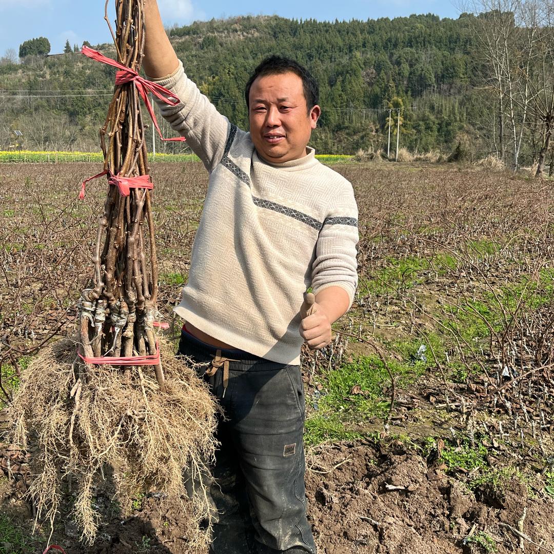 邓师傅猕猴桃苗