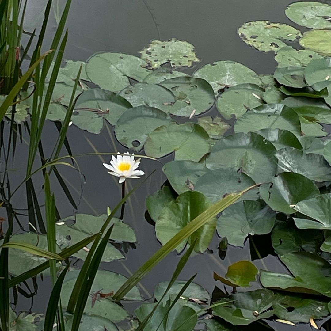 咪豆安（反季节1.0版）