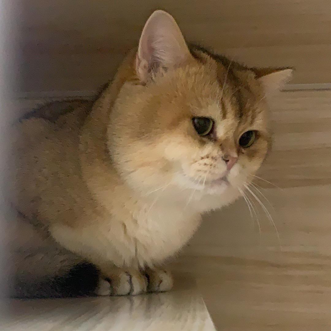 猫房东