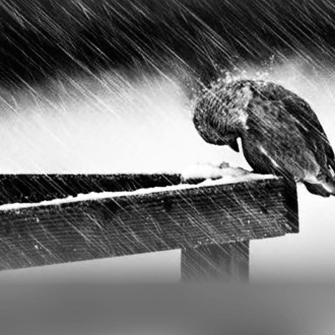雨季