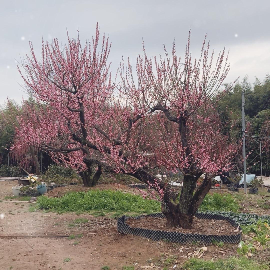 卉姐花园