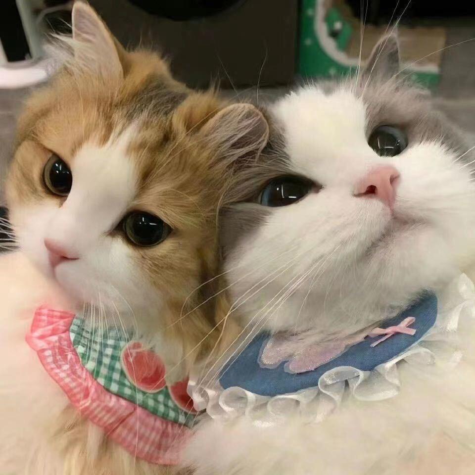 飘飘然🐱